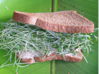 sandwich with microgreens